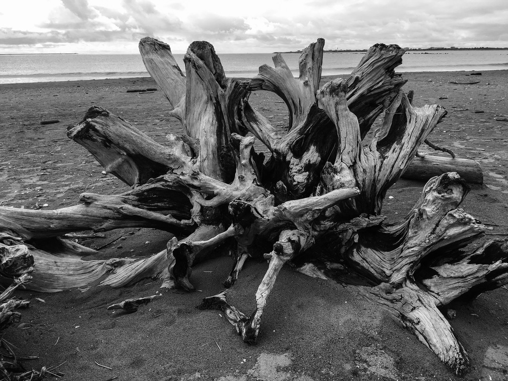 Driftwood Washington Coast by clay88