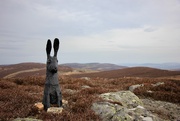 27th Feb 2019 - The Hare of Cairn Leuchan