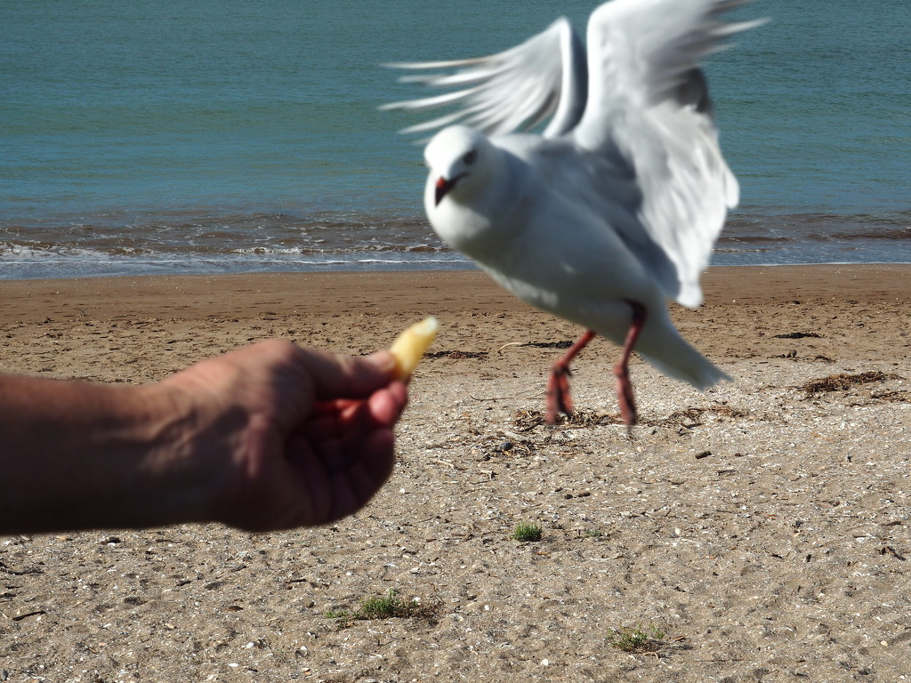 Had fun trying to get a ok pic of feeding seagulls from hubbys hand  by Dawn