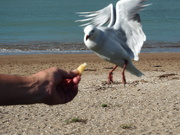 27th Feb 2019 - Had fun trying to get a ok pic of feeding seagulls from hubbys hand 