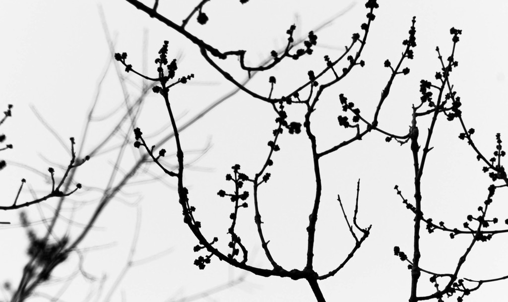 Tree branches against the sky by mittens