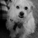 February 27: Casper Dog by daisymiller