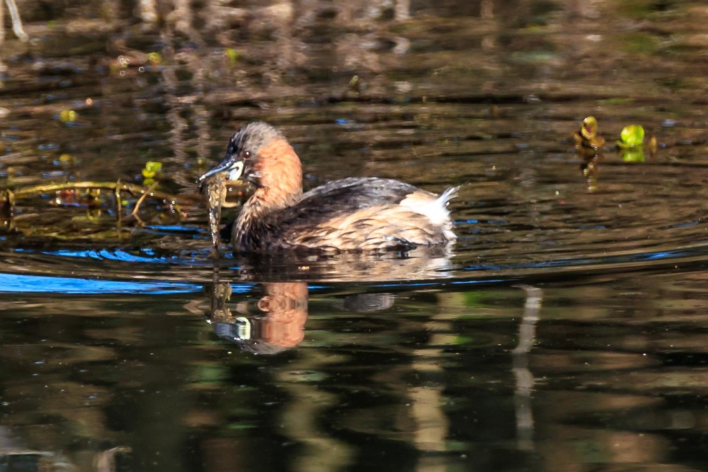 Little Grebe with Big Fish!!! by padlock