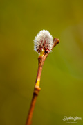 27th Feb 2019 - Pussy willow
