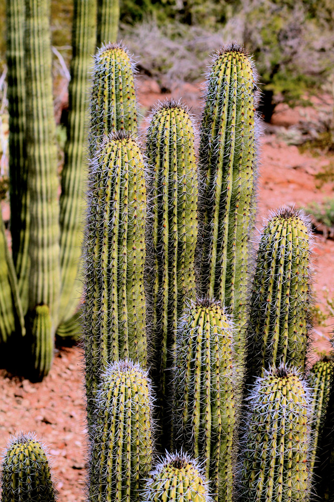 Sonora Desert by gtoolman8