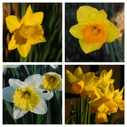 27th Feb 2019 - Daffodil collage
