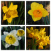 Daffodil collage by 365anne