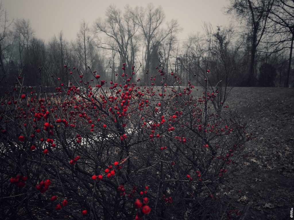 Red Berries In Winter by ramr