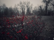 27th Feb 2019 - Red Berries In Winter