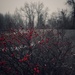 Red Berries In Winter by ramr
