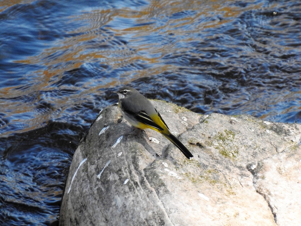  Grey Wagtail and River Usk  by susiemc