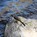  Grey Wagtail and River Usk  by susiemc