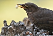 27th Feb 2019 - Blackbird........