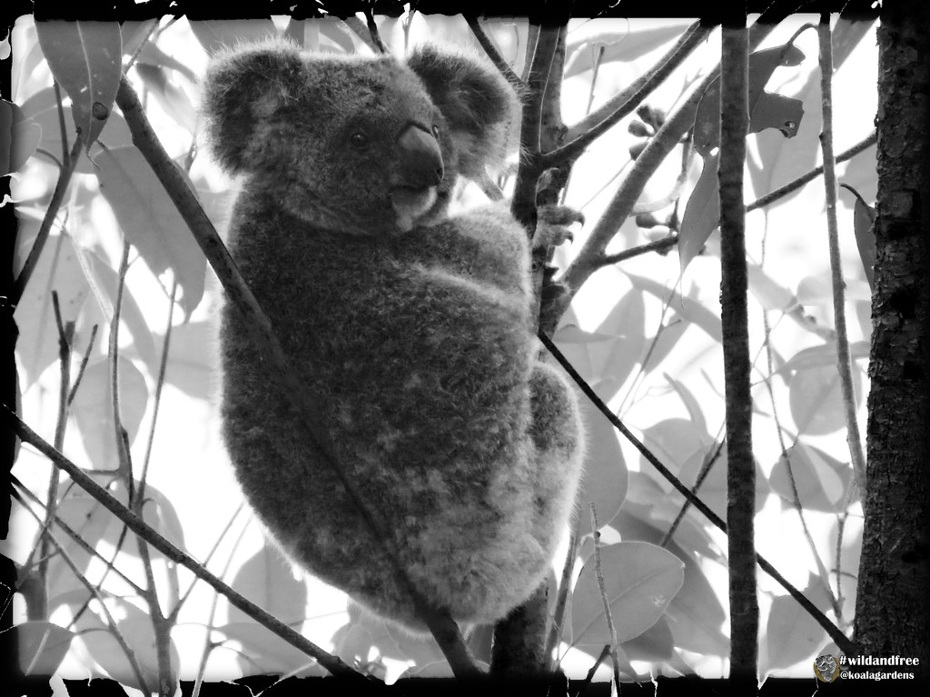 Frankie in contrast by koalagardens
