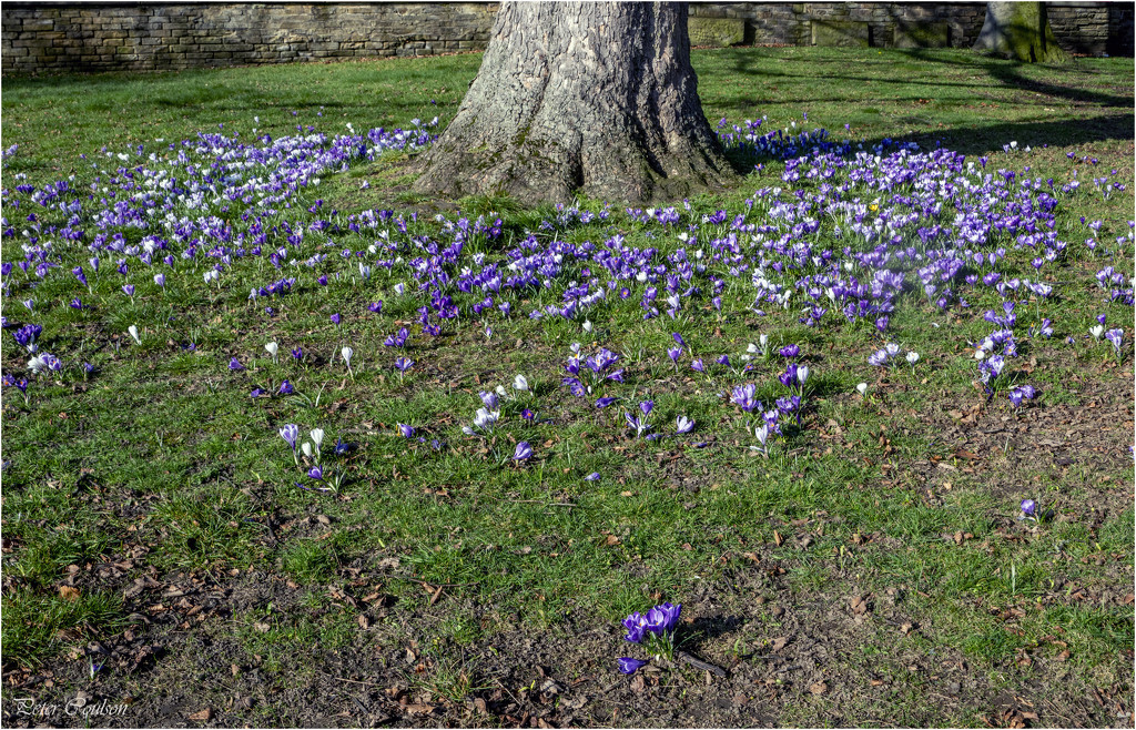 Crocus by pcoulson