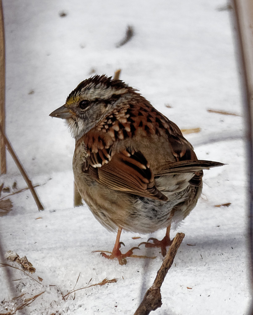 White-throated sparrow by rminer