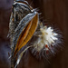 milkweed pod with seeds by rminer
