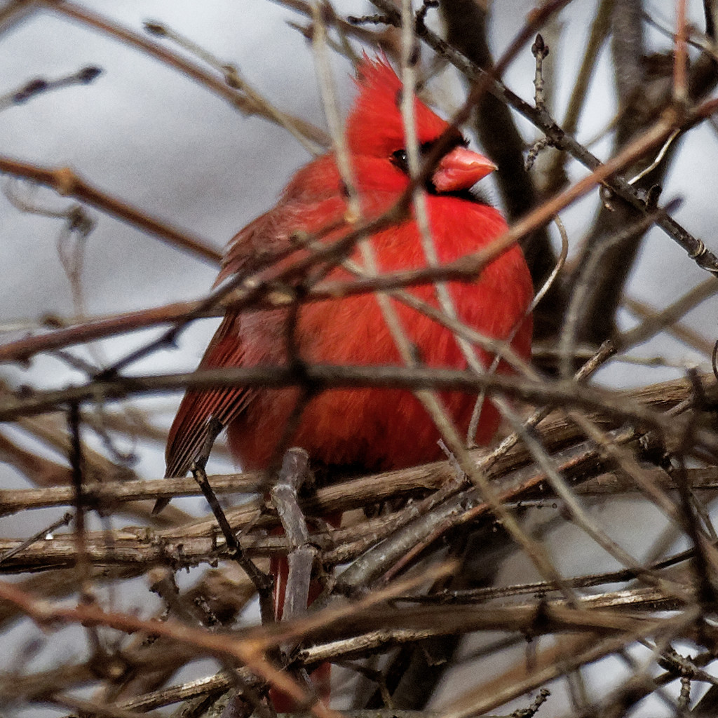 northern cardinal square by rminer