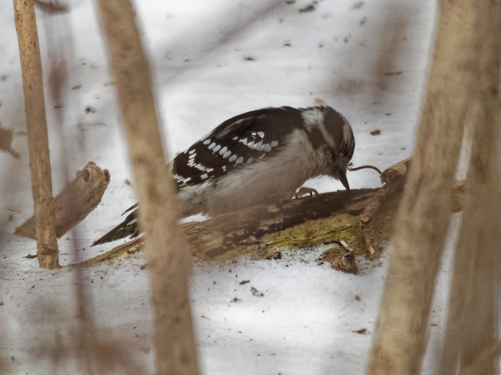 downy woodpecker ground by rminer