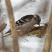 downy woodpecker ground by rminer