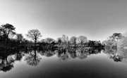 27th Feb 2019 - FORF27 - Contrast 3: Pond Reflections
