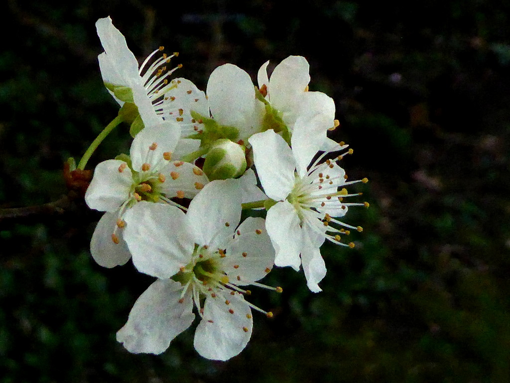 Blossom. by gaf005