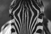 27th Feb 2012 - Zebra