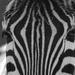 Zebra by bizziebeeme