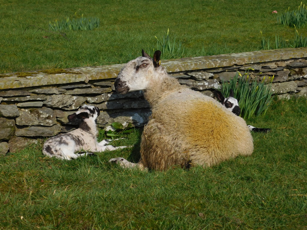 Leicester sheep and lambs by anniesue