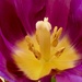 Tulip Centre by carole_sandford
