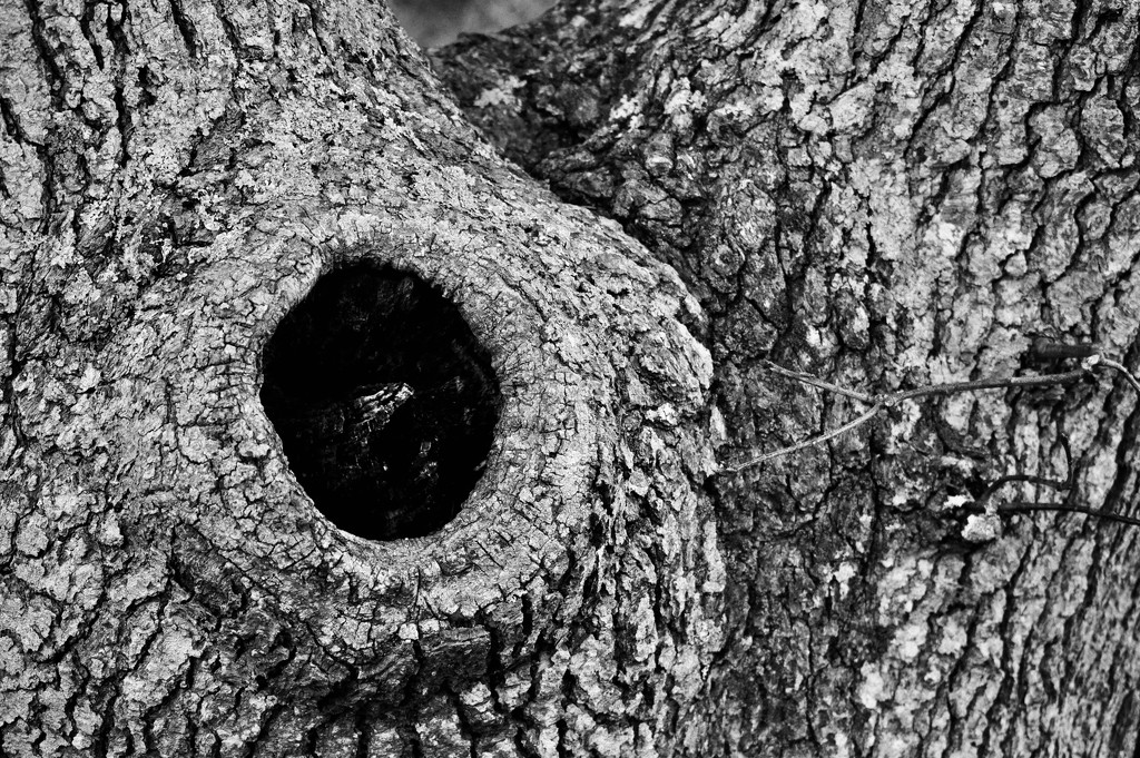 Eye of the Tree by radiodan
