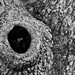 Eye of the Tree by radiodan