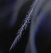 27th Feb 2019 - Day 58:  Feather Macro