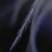 Day 58:  Feather Macro by jeanniec57