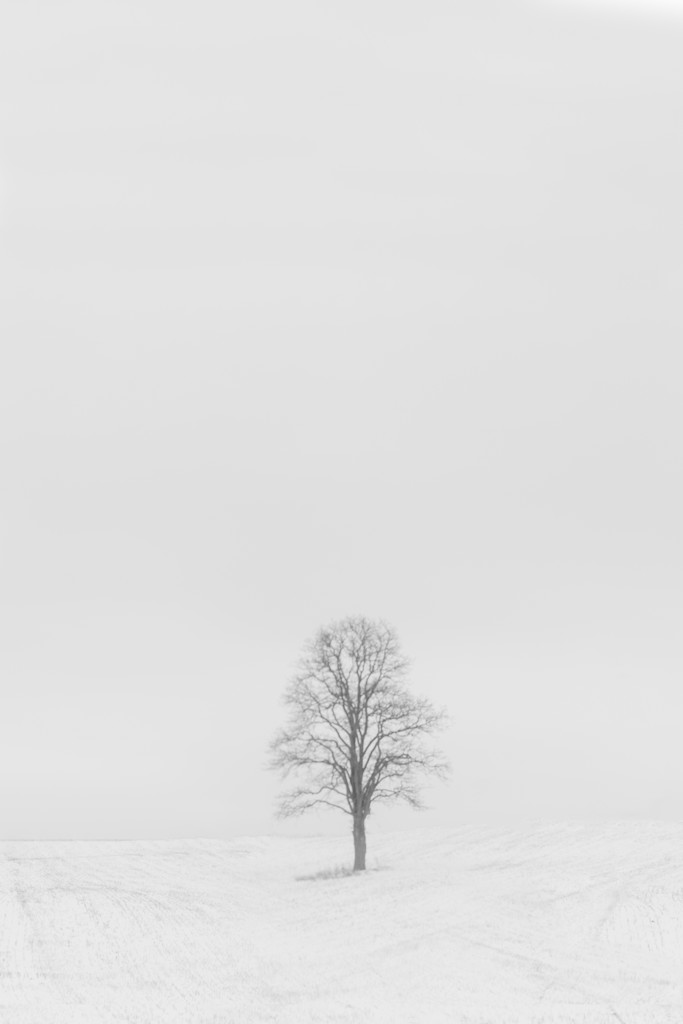 a tree in a field, in the snow, somewhere in michigan by jackies365