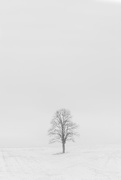 27th Feb 2019 - a tree in a field, in the snow, somewhere in michigan