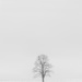 a tree in a field, in the snow, somewhere in michigan by jackies365