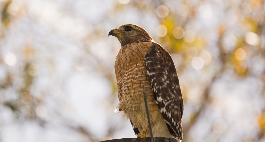 Red Shouldered Hawk, Scoping Things Out! by rickster549