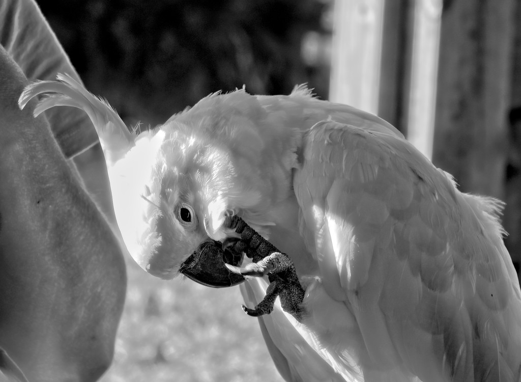 Preening parrot by kiwinanna