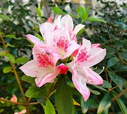28th Feb 2019 - Azaleas are starting to bloom in our area