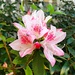 Azaleas are starting to bloom in our area by congaree
