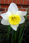 26th Feb 2019 - Daffodil