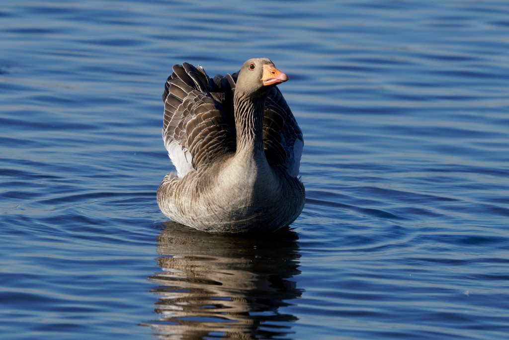 PINK FOOTED GOOSE by markp