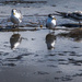 Line of terns by pusspup