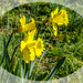 Heralds Of Spring by carolmw