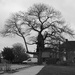 Contrast 4 of 4: Tree & Van (Flash of White?) by s4sayer