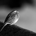 Bird by novab