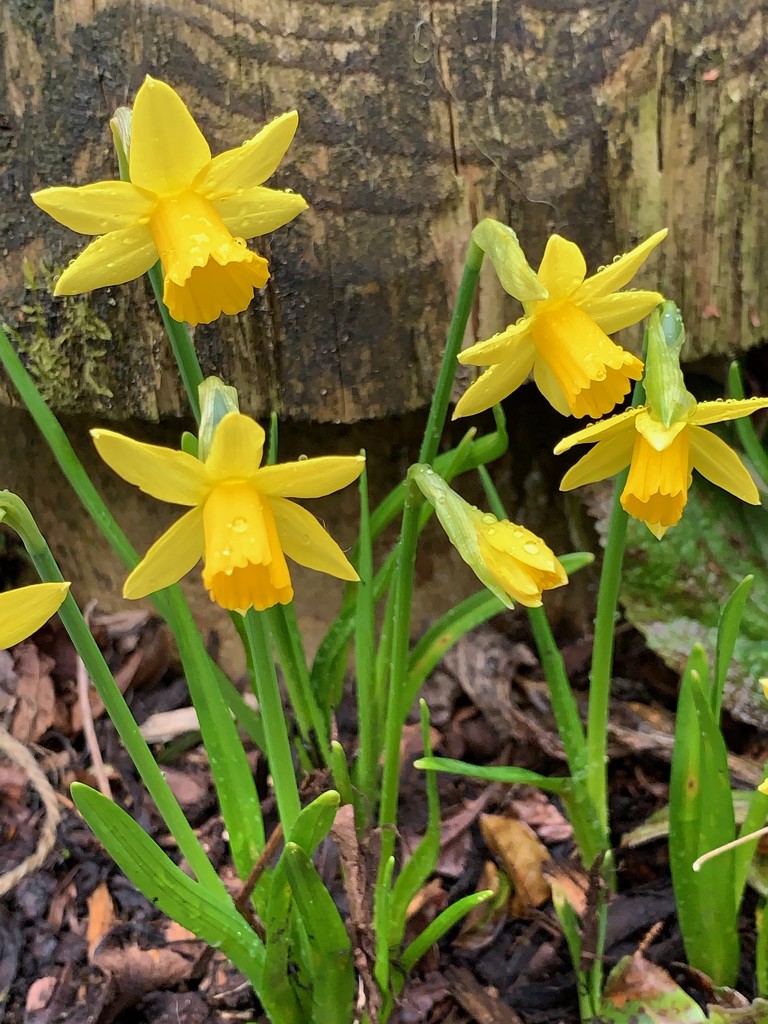 Miniature daffodils by 365projectmaxine