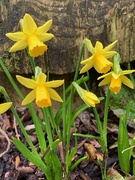 28th Feb 2019 - Miniature daffodils