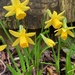 Miniature daffodils by 365projectmaxine